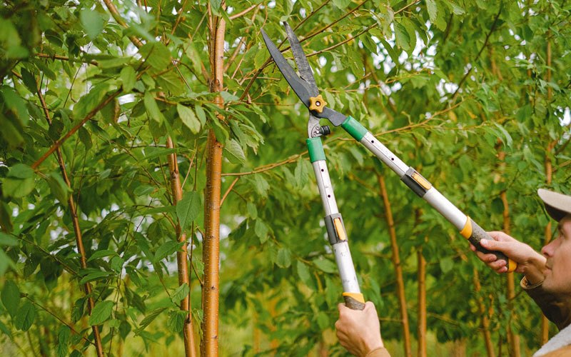 Tree trimming in Charles City, IA